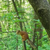 Встреча в парке. :: Ольга 