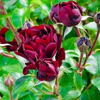 Городские цветы. :: Милешкин Владимир Алексеевич 