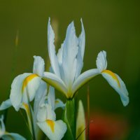 Ирис Уайт Эксельсиор :: Иван Литвинов