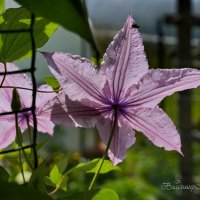 "Клематис на просвет"© :: Владимир Макаров