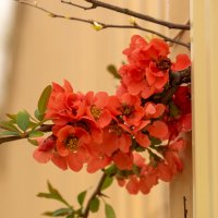 Айва японская :: Игорь Сикорский