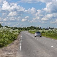 По дороге с борщевиком :: Валерий Иванович