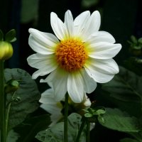 Белая Георгина :: Валентин Семчишин