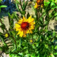 Цветок :: Анатолий Чикчирный Цветок :: Анатолий Чикчирный