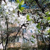 Цвет весны. :: Владимир Драгунский Цвет весны. :: Владимир Драгунский