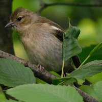 Молодой зяблик :: Лина 
