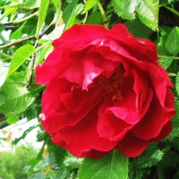 Яркая розочка :: Людмила Смородинская