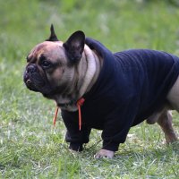 Москва. Парад французских бульдогов в усадьбе «Воронцово». :: Наташа ***** Москва. Парад французских бульдогов в усадьбе «Воронцово». :: Наташа *****