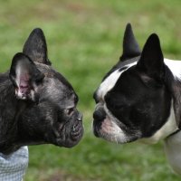 Москва. Парад французских бульдогов в усадьбе «Воронцово». Давай знакомиться... :: Наташа *****