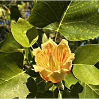 Цветок тюльпанового дерева - лириодендрона. :: Валерия Комова