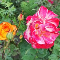 ,,, :: Сергей Тимоновский