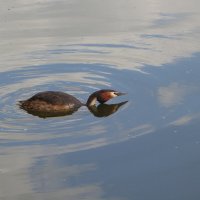 Чомга на охоте :: Рита Симонова