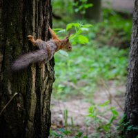 Белка :: Александр Бочериков