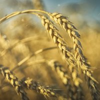 пшеница :: Андрей Выровой