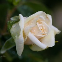 Белая роза после дождя :: Александр Синдерёв