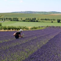 лавандовая ферма :: Светлана Баталий