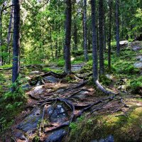 Темный лес :: Тамара Вебер