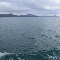 Природа Крыма :: Amazing Cosmea