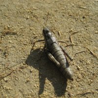 Кобылка :: Anna Ivanova