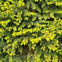 Свежий прирост :: Михаил Свиденцов Свежий прирост :: Михаил Свиденцов