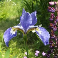 Ирис :: Freddy 97