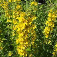 Вербейник :: Freddy 97