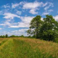 Подмосковный июнь 2 :: Андрей Дворников