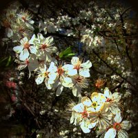 Весеннее цветение :: Сергей Карачин