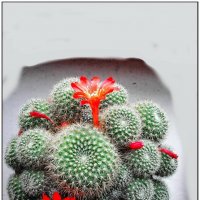 Аленький цветочек :: Михаил Зобов