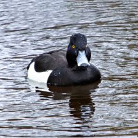 Хохлатая чернеть :: Laryan1 Хохлатая чернеть :: Laryan1