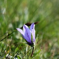 "Эдельвейс" Приэльбрусья. :: Александр Кондаков "Эдельвейс" Приэльбрусья. :: Александр Кондаков