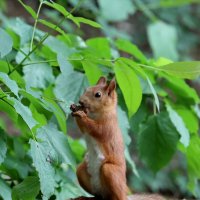 Расслабление хвоста. :: Александр Кондаков