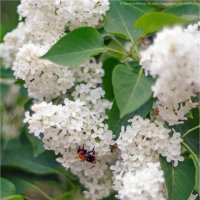 Белая сирень и шмель :: Анастасия Северюхина Белая сирень и шмель :: Анастасия Северюхина