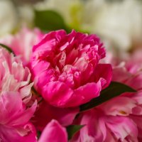 Цветы июня... :: Владимир Жданов Цветы июня... :: Владимир Жданов