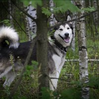 Ярик. :: leff Postnov