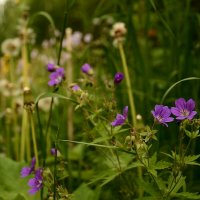 природа :: סּﮗRuslan HAIBIKE Sevastyanovסּﮗסּ