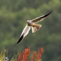 Луговой лунь :: Светлана 