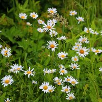 Мот любимые ромашечки :: Светлана 