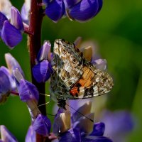 опять про бабочек 46 :: Александр Прокудин