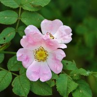 Розовый шиповник :: Светлана 