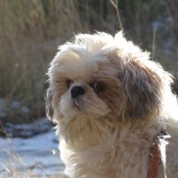 Ши-тцу :: Полина Лопатина (Hunter)