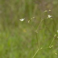 Травы Владимирской области :: Николай Чичерин Травы Владимирской области :: Николай Чичерин