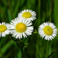 Картинка лета. :: Милешкин Владимир Алексеевич 