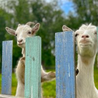 Тот случай, когда ждешь своего КОЗЛА :: Дмитрий Иванов Тот случай, когда ждешь своего КОЗЛА :: Дмитрий Иванов