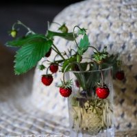 Первые ягоды лесной земляники :: Любовь Сахарова