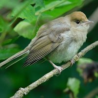 Слеток черноголовой славки :: Лина 