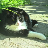 Прячется от солнышка :: Людмила Смородинская Прячется от солнышка :: Людмила Смородинская