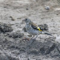 молодой щегол :: юрий макаров молодой щегол :: юрий макаров