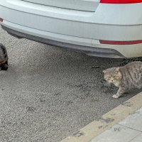 Мартовское настроение в июне :: Валерий Иванович