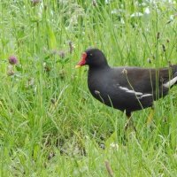 Камышница :: Рита Симонова